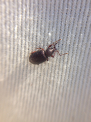 Otiorhynchus cribricollis