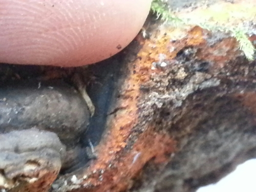 Hypomyces aurantius image