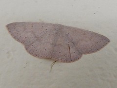 Cyclophora obstataria