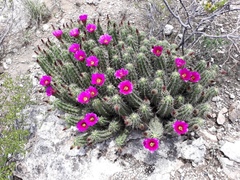 Echinocereus enneacanthus carnosus