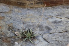 Hechtia texensis