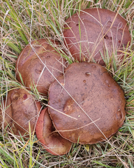 Boletus barragensis