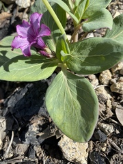 Cycladenia humilis