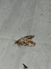 Triaxomera parasitella