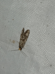 Triaxomera parasitella