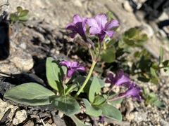 Cycladenia humilis