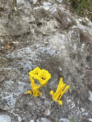 Calochortus clavatus