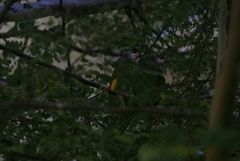 Brotogeris versicolurus