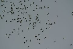 Brotogeris versicolurus