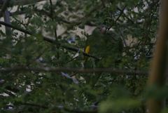 Brotogeris versicolurus