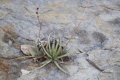 Hechtia texensis