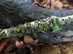 Coccomyces triangularis