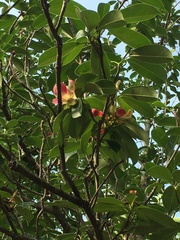 Magnolia insignis