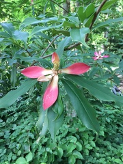 Magnolia insignis