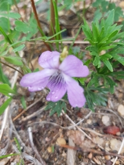 Viola pedatifida