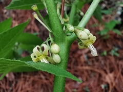 Witheringia mexicana
