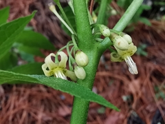 Witheringia mexicana