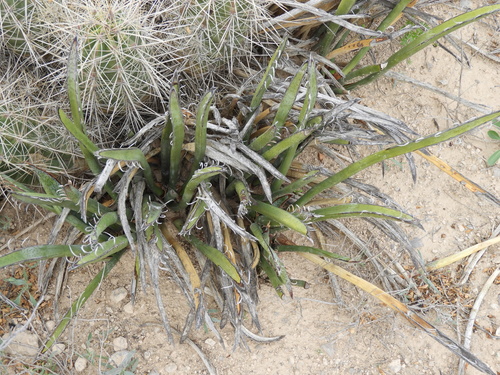 Image of Yucca endlichiana by (c) Leticia Jiménez Hernández, some rights reserved (CC BY-SA)