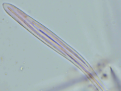 Coccomyces triangularis
