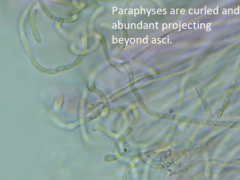 Coccomyces triangularis