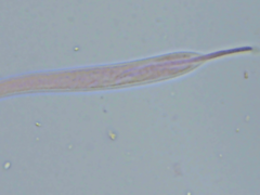 Coccomyces triangularis