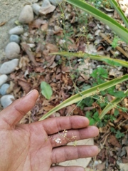 Commicarpus