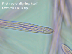 Coccomyces triangularis