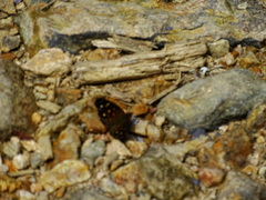 Anthanassa atronia