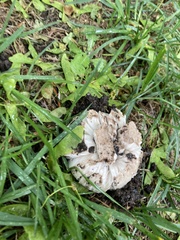 Agaricus