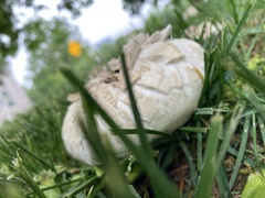 Agaricus
