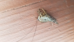 Tachycines asynamorus