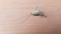 Tachycines asynamorus