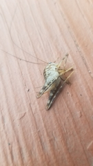 Tachycines asynamorus