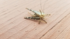 Tachycines asynamorus