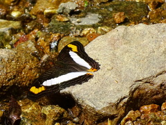 Adelpha pithys