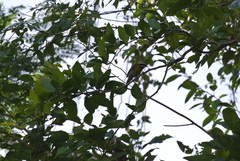Spindalis portoricensis