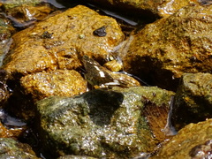 Castilia griseobasalis