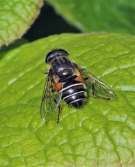 Eristalis croceimaculata
