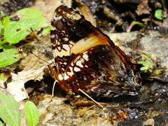 Hypanartia godmanii