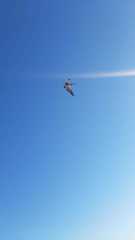 Pelecanus occidentalis