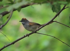 Synallaxis albescens