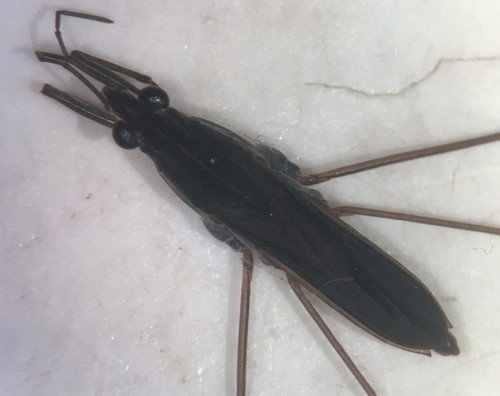 Gerris marginatus