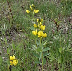 Thermopsis divaricarpa