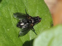 Rhinomorinia sarcophagina