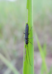 Theophilea subcylindricollis