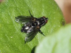 Rhinomorinia sarcophagina