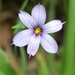 Eastern Blue-eyed Grass - Photo (c) John Waidner, some rights reserved (CC BY-NC), uploaded by John Waidner