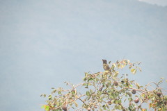 Acridotheres cristatellus