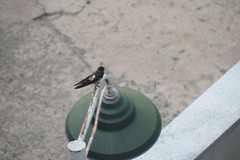 Hirundo rustica