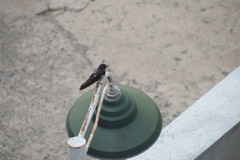 Hirundo rustica